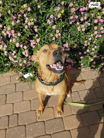 תמונת מודעה - חיות מחמד