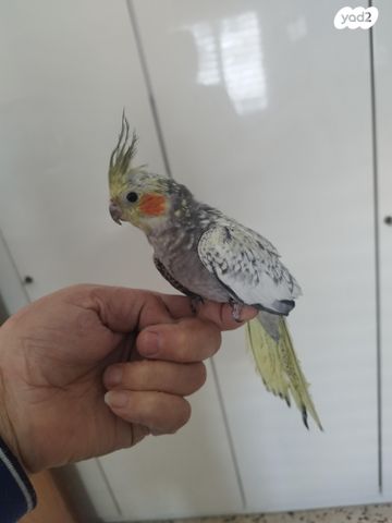 תוכי פינקים