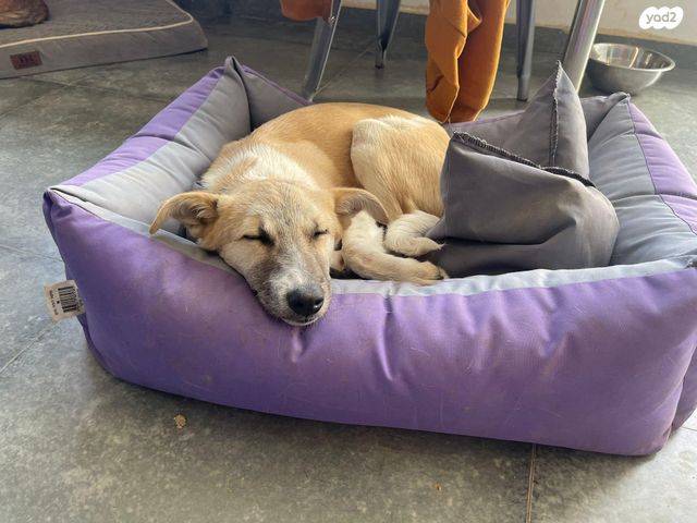 תמונת מודעה - חיות מחמד