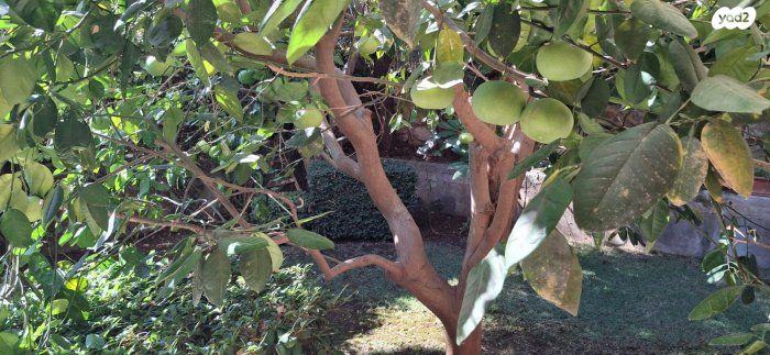 יחידת דיור, שמשית