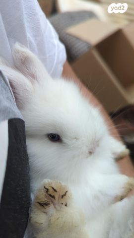 תמונת מודעה - חיות מחמד