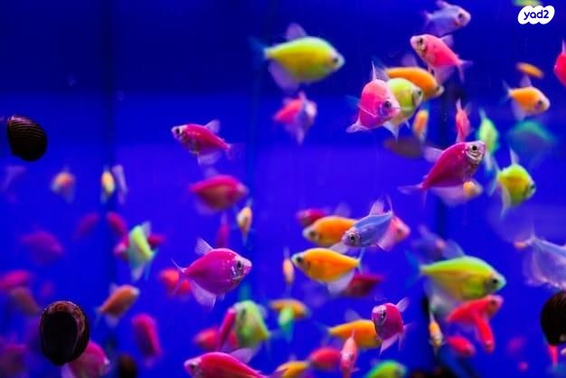 תמונת מודעה - חיות מחמד