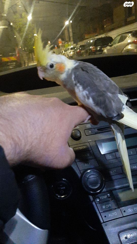 תמונת מודעה - חיות מחמד