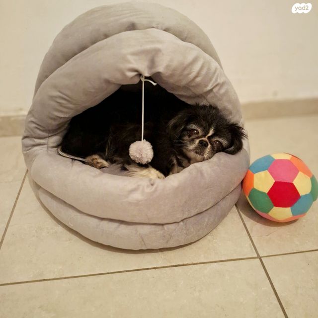 אביזרים | מיטה