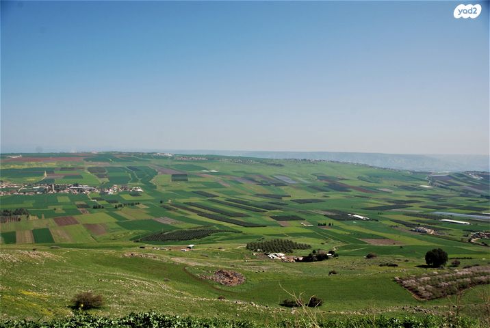 סמדר 1