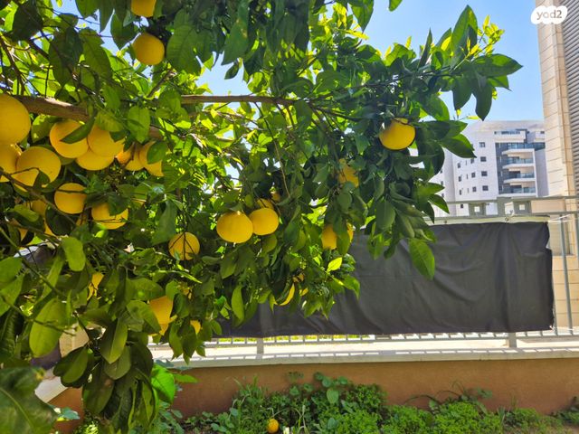 דירת גן, רובין, אבני חן, חריש