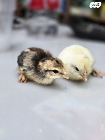 תמונת מודעה - חיות מחמד