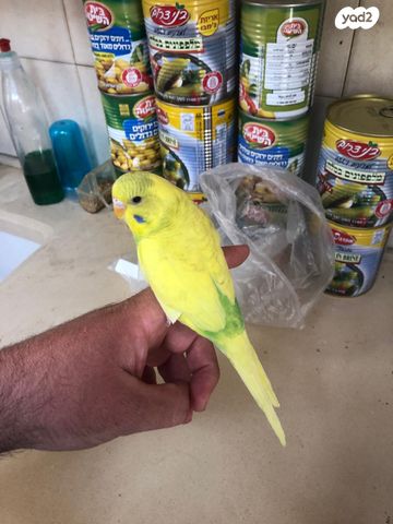 תמונת מודעה - חיות מחמד