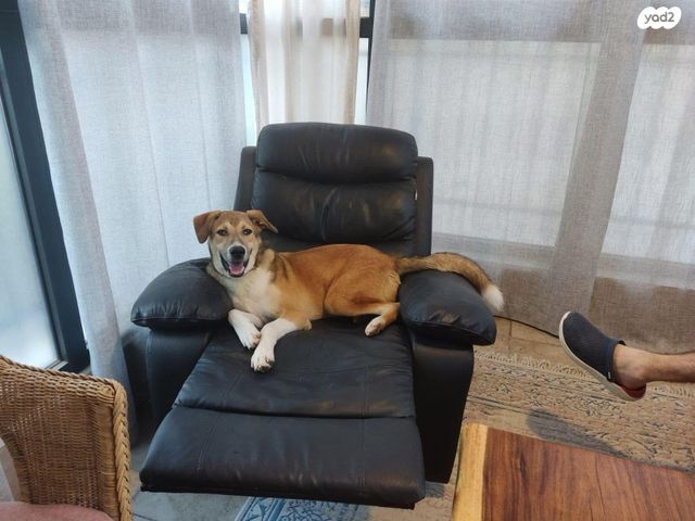 תמונת מודעה - חיות מחמד