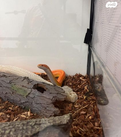 תמונת מודעה - חיות מחמד