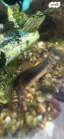 תמונת מודעה - חיות מחמד