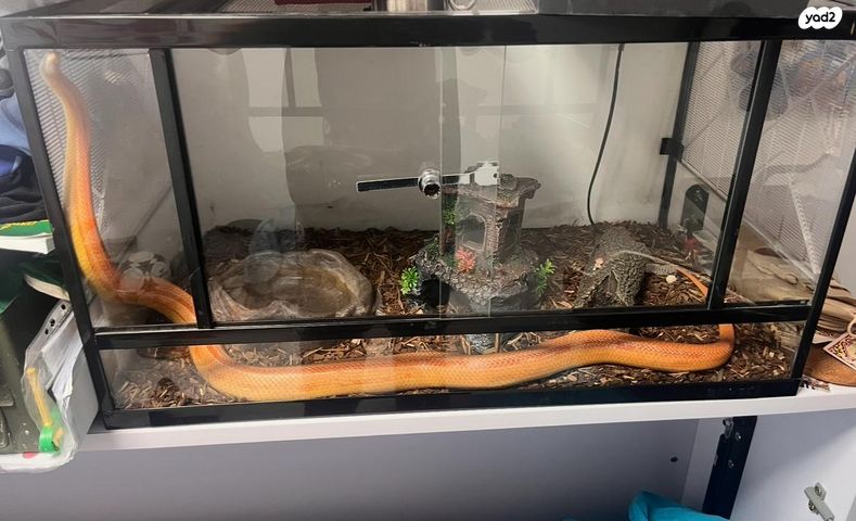 זוחל כרכן תירס