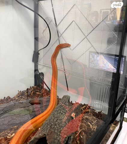 זוחל כרכן תירס