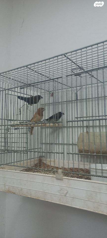 תמונת מודעה - חיות מחמד