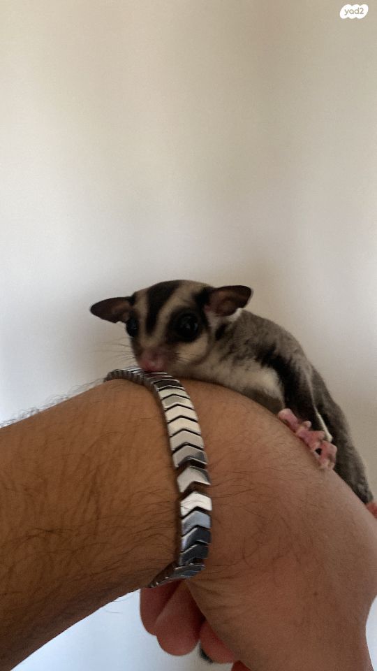 תמונת מודעה - חיות מחמד