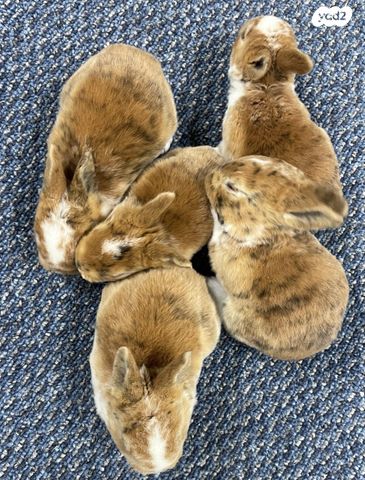 תמונת מודעה - חיות מחמד