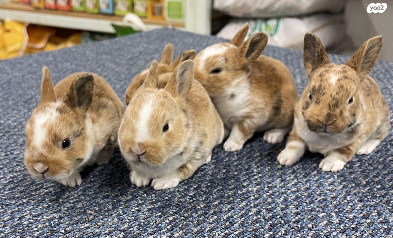 מכרסם ארנב ננסי