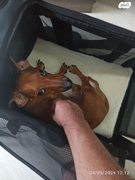 אביזרים | כלוב נשיאה