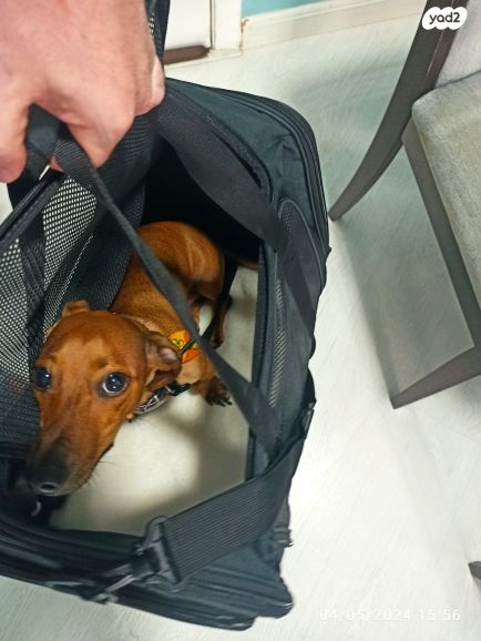 אביזרים | כלוב נשיאה