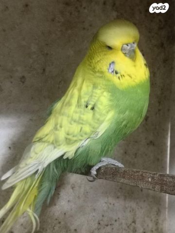 תוכי פרקיטים אוסטרלים