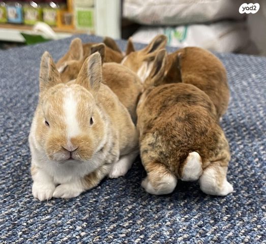 מכרסם ארנב ננסי