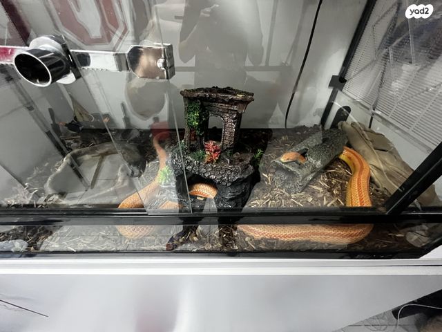 זוחל כרכן תירס