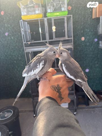 תוכי קוקוטייל