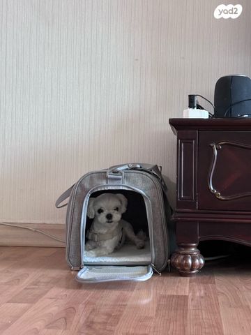 אביזרים | כלוב נשיאה