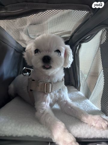 אביזרים | כלוב נשיאה