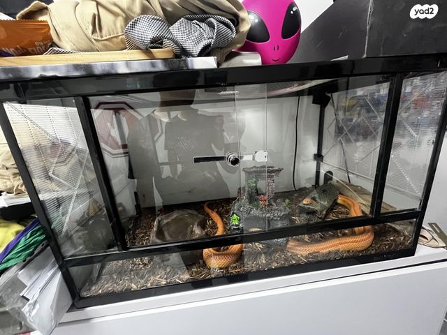 זוחל כרכן תירס