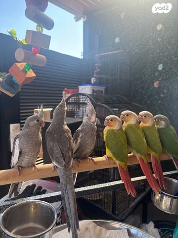 תוכי קוקוטייל