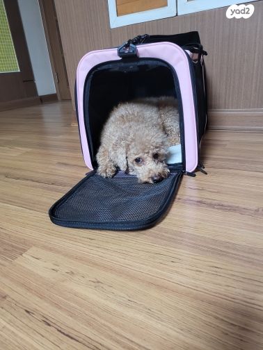 אביזרים | כלוב נשיאה