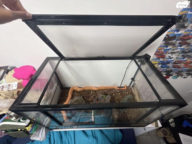 זוחל כרכן תירס