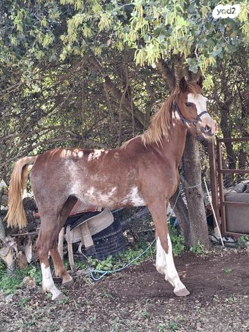 תמונת מודעה - חיות מחמד