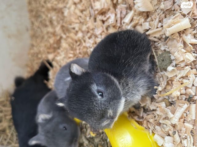 מכרסם ארנב ננסי