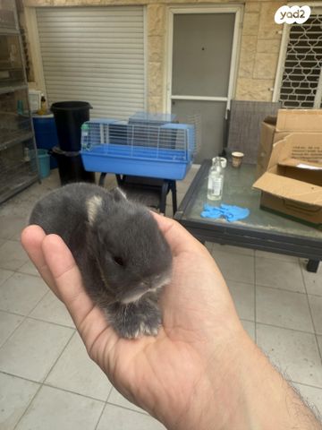 מכרסם ארנב ננסי