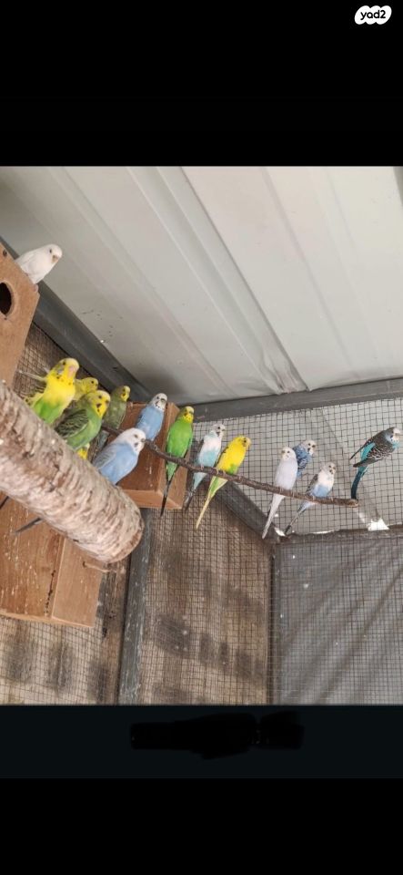 תמונת מודעה - חיות מחמד