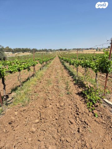 משק חקלאי/ נחלה