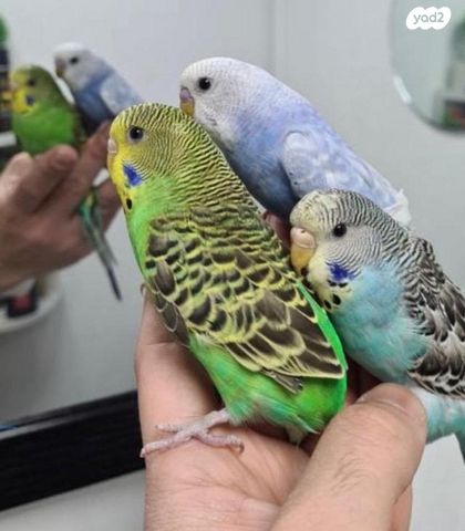 תמונת מודעה - חיות מחמד