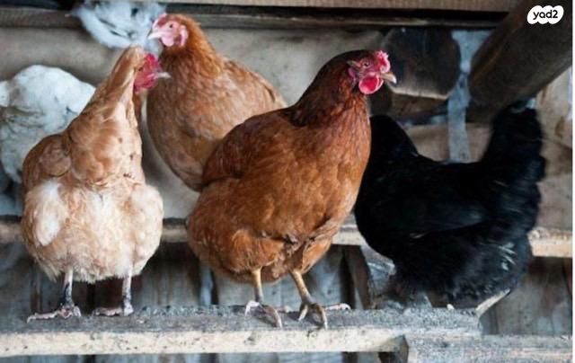 תמונת מודעה - חיות מחמד