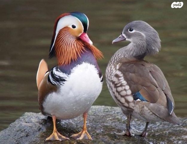 תמונת מודעה - חיות מחמד