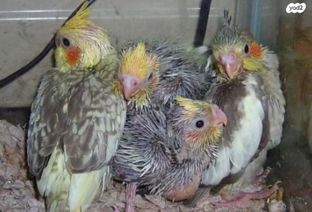 תוכי קוקוטייל