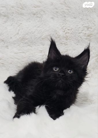 חתול מיין קון