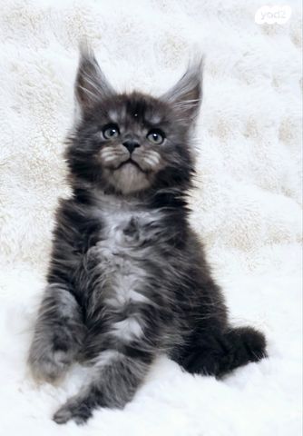 חתול מיין קון