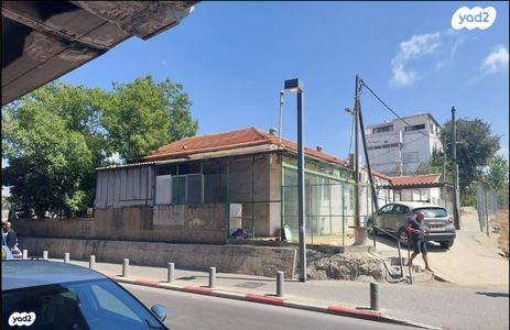 צמח דוד 21