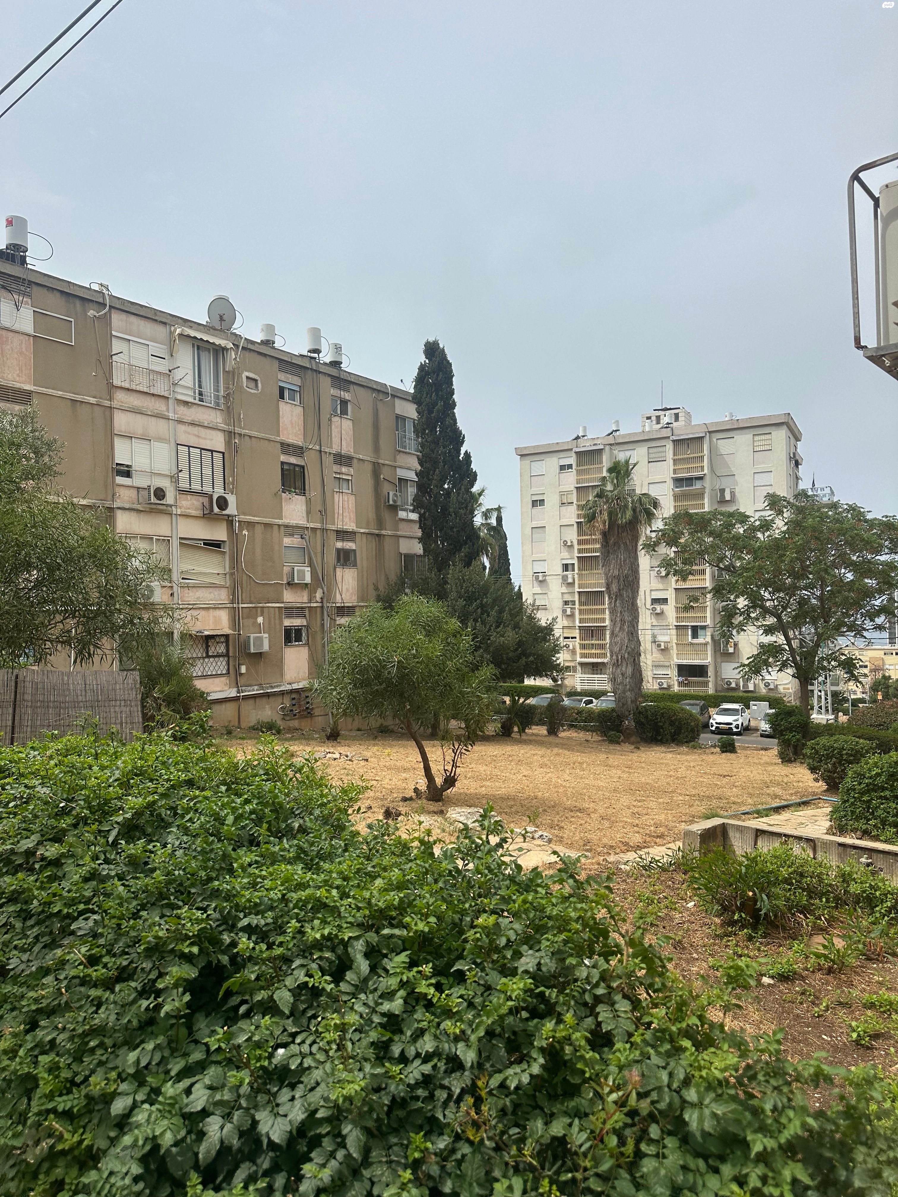 דרייפוס 