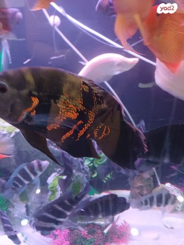 תמונת מודעה - חיות מחמד