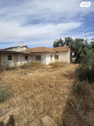 שיזף 
