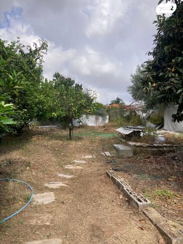 חבצלת