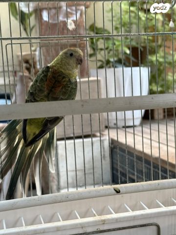 תמונת מודעה - חיות מחמד